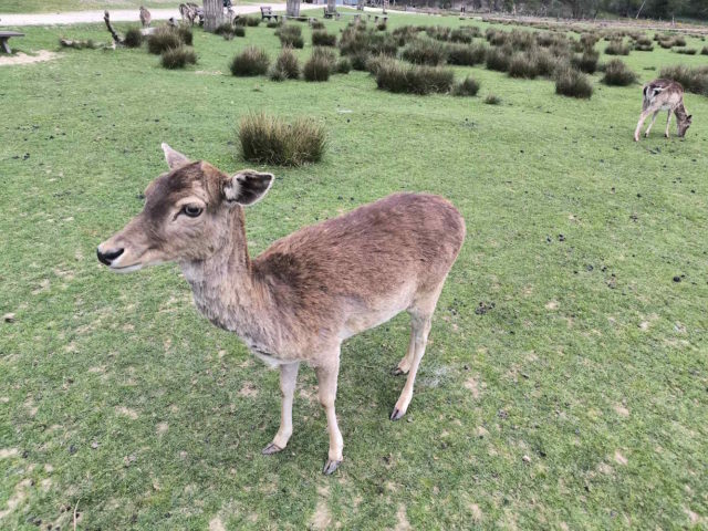 Tierpark in Rheinböllen